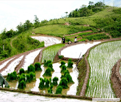 Green-rice-terrace-sapatoursdotcom