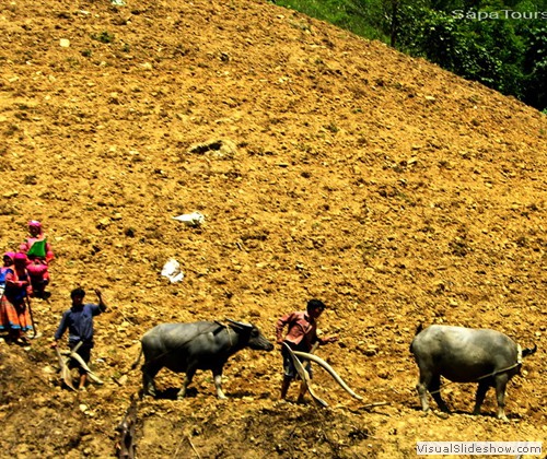 Hmong-people-working-on-mountain-sapatours
