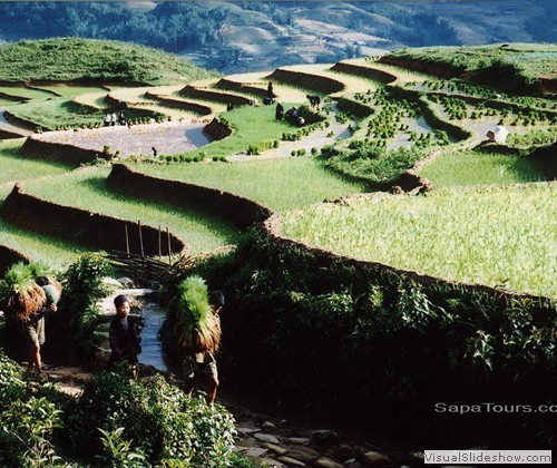 Laochai-Sapa-rice-field-sapatoursdotcom