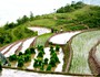 Green-rice-terrace-sapatoursdotcom